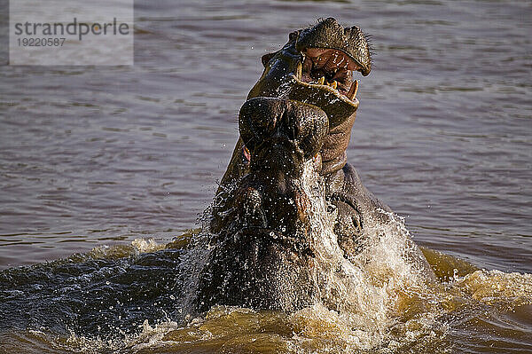 Flusspferde (Hippopotamus amphibius) im Mara River im Masai Mara National Reserve  Kenia; Kenia