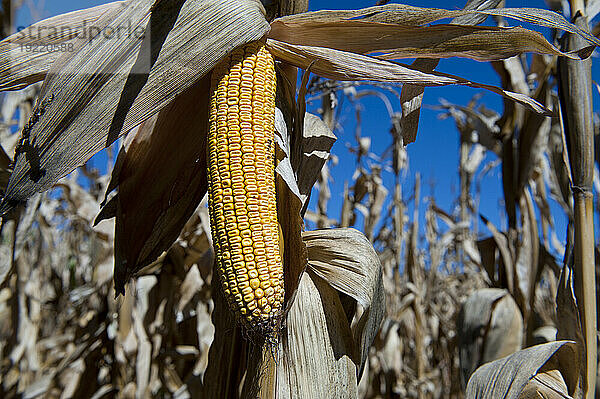 Nahaufnahme einer getrockneten Ähre mitten auf einem Feld in Nebraska  USA; Valparaiso  Nebraska  Vereinigte Staaten von Amerika