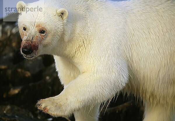 Eisbär (Ursus maritimus) mit blutbeflecktem Fell aus einem Kadaver; North Slope  Alaska  Vereinigte Staaten von Amerika