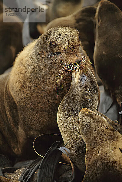 Nördliche Pelzrobben (Callorhinus alascanus) schmiegen sich aneinander; St. Paul Island  Pribilof Islands  Alaska  Vereinigte Staaten von Amerika