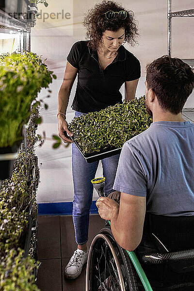 Geschäftsinhaber kümmern sich gemeinsam um eine Vielzahl von Microgreens  die in Schalen wachsen. Edmonton  Alberta  Kanada