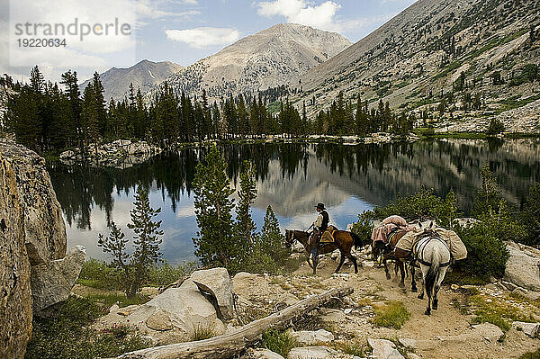 Pferde werden durch das Sixty Lake Basin im Kings Canyon National Park  Kalifornien  USA  geführt; Kalifornien  Vereinigte Staaten von Amerika