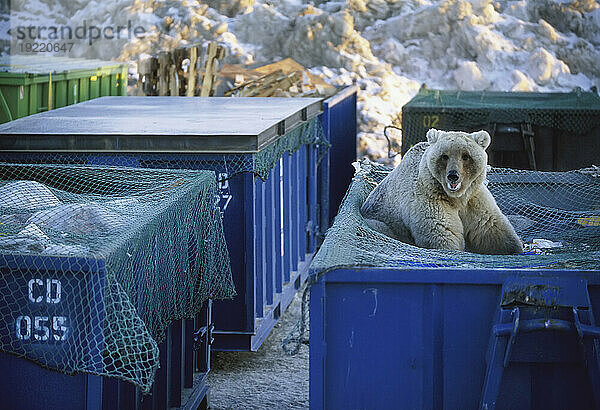 Junger Grizzlybär (Ursus arctos horribilis) durchsucht einen Müllcontainer; Deadhorse  Alaska  Vereinigte Staaten von Amerika