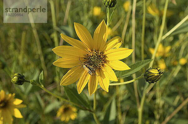 Soldatenkäfer (Chauliognathus pennsylvanicus) auf einer Sonnenblume; Loma  Nebraska  Vereinigte Staaten von Amerika