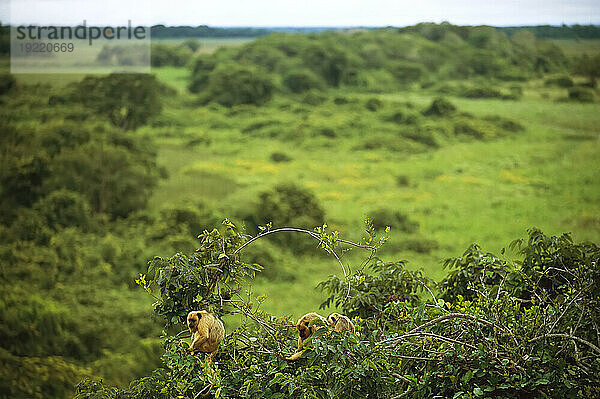 Brüllaffen (Alouatta caraya) sitzen auf einem Baum und fressen dessen Blätter und Blüten; Pantanal  Brasilien