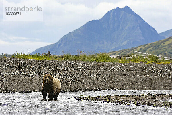 Braunbär (Ursus arctos) in der Hallo Bay im Katmai-Nationalpark  Alaska  USA; Alaska  Vereinigte Staaten von Amerika