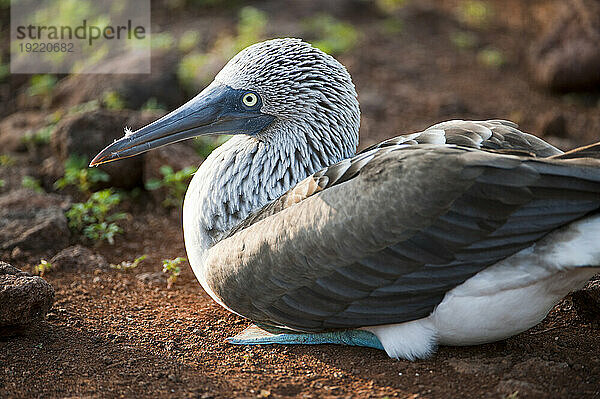 Nahaufnahme eines Blaufußtölpels (Sula nebouxii) auf North Seymour Island im Galapagos-Nationalpark; North Seymour Island  Galapagos-Inseln  Ecuador