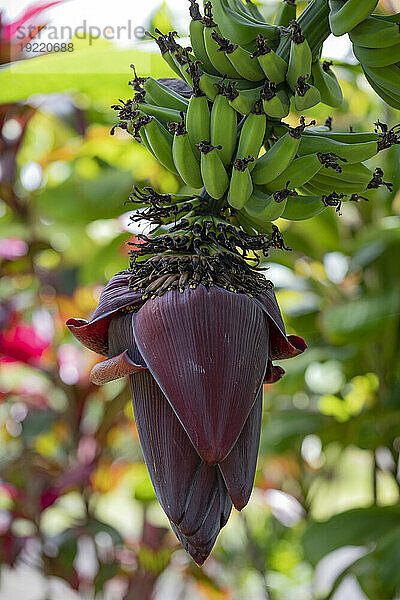 Nahaufnahme einer wilden Bananenpflanze (Musa acuminata) mit herabhängenden Blütenständen aus dunkelroten Hochblättern und essbaren Früchten  die sich darüber entwickeln  entlang der Straße nach Hana  malerische Route; Maui  Hawaii  Vereinigte Staaten von Amerika