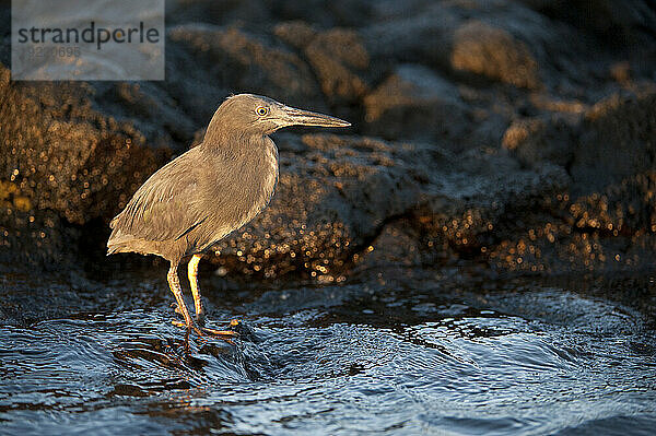 Streifenreiher (Butorides striata) am Ufer der Insel Sombrero Chino im Galapagos-Nationalpark; Sombrero Chino Island  Galapagos-Inseln  Ecuador