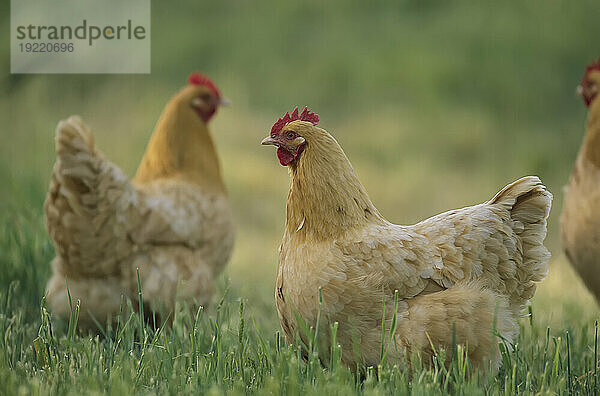 Buff Orpington-Hühner im Scheunenhof; Glen Rose  Texas  Vereinigte Staaten von Amerika