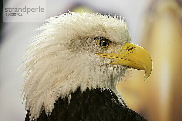 Porträt eines Weißkopfseeadlers (Haliaeetus leucocephalus) im Raptor Rehabilitation Center in Sitka  Alaska  USA; Sitka  Alaska  Vereinigte Staaten von Amerika