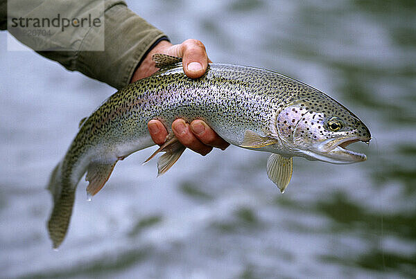 Fischer hält eine frisch gefangene Regenbogenforelle (Oncorhynchus mykiss) im Wood-Tikchick State Park  Alaska  USA; Alaska  Vereinigte Staaten von Amerika