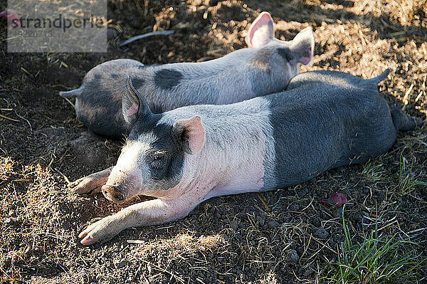 Zwei Schweine ruhen zusammen im Schatten auf dem Boden; Lincoln  Nebraska  Vereinigte Staaten von Amerika