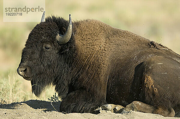 Porträt eines auf dem Boden liegenden Bisons (Bison Bison) auf einer Ranch in Montana  USA; Malta  Montana  Vereinigte Staaten von Amerika