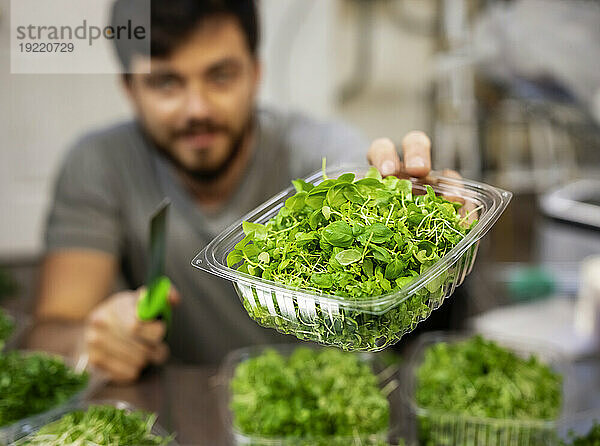 Mann im Rollstuhl portioniert frische Microgreens auf einem städtischen Bauernhof; Edmonton  Alberta  Kanada