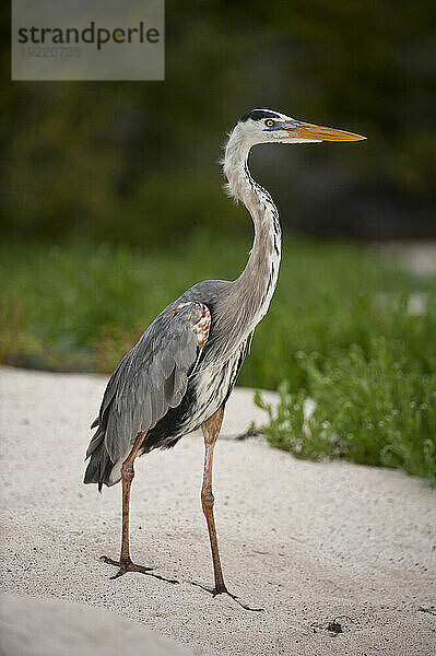 Großer Blaureiher (Ardea herodias) im Galapagos-Nationalpark; Galapagos-Inseln  Ecuador