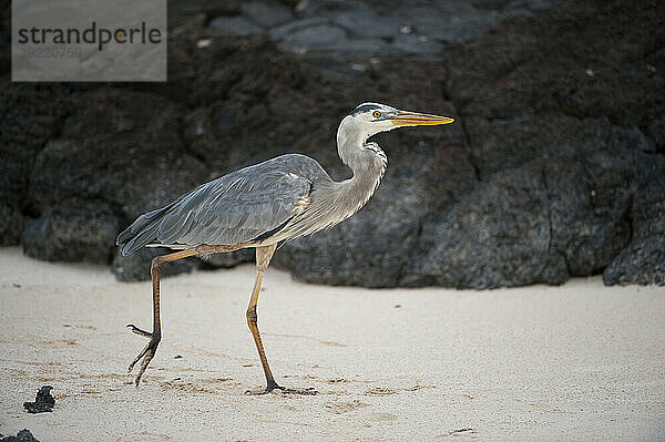 Großer Blaureiher (Ardea herodias) beim Wandern an einem weißen Sandstrand im Galapagos-Nationalpark; Galapagos-Inseln  Ecuador