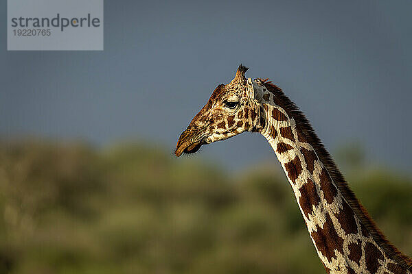 Nahaufnahme des Kopfes und Halses einer Netzgiraffe (Giraffa reticulata) in warmem Licht; Segera  Laikipia  Kenia