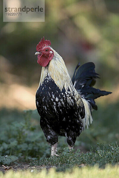 Porträt eines Huhns (Gallus Gallus Domesticus) auf einer Schweinefarm; Greenleaf  Kansas  Vereinigte Staaten von Amerika