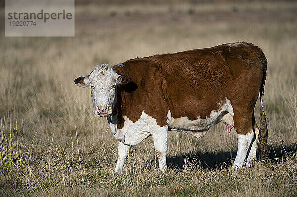 Porträt einer Hereford-Kuh  die im Sonnenlicht steht; San Antonio  New Mexico  Vereinigte Staaten von Amerika