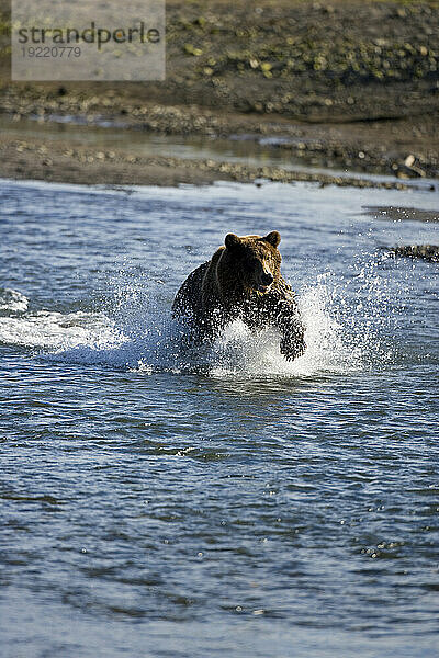 Braunbär (Ursus arctos) stürmt durch das Wasser im Katmai-Nationalpark  Alaska  USA; Alaska  Vereinigte Staaten von Amerika