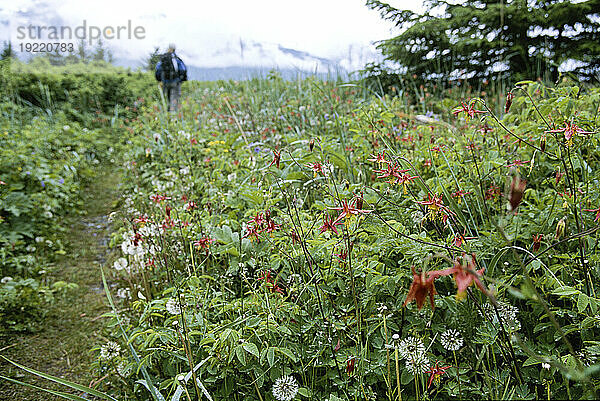 Blühende rote Akelei (Aquilegia formosa) neben dem Wanderweg im Chilkat State Park  Alaska  USA; Alaska  Vereinigte Staaten von Amerika