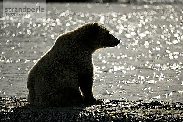 Silhouette eines Braunbären (Ursus arctos)  der am Wasser im Katmai-Nationalpark  Alaska  USA  sitzt; Alaska  Vereinigte Staaten von Amerika