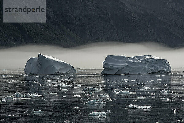 Nahaufnahme von Eisbergen und Eisbären  die in den ruhigen Gewässern des Nansen-Fjords vor einer Nebelschicht und den Silhouetten von Bergen im Hintergrund treiben; Ostgrönland  Grönland
