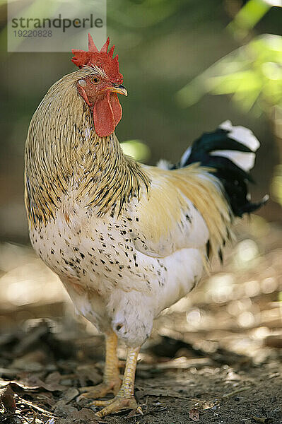 Nahaufnahme Porträt eines Hahns (Gallus Domesticus); Brasilien