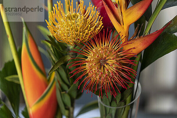 Nahaufnahme von gelben und orangen Blüten  Leucospermum  Proteaceae  allgemein bekannt als Pincushion Protea  und Heliconia-Blüten in einer Glasvase in Kihei; Maui  Hawaii  Vereinigte Staaten von Amerika