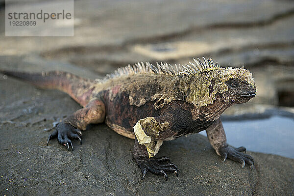 Meeresleguan (Amblyrhynchus cristatus) wirft seine Haut auf einem Felsen auf der Insel Santiago im Galapagos-Nationalpark ab; Insel Santiago  Galapagos-Inseln  Ecuador