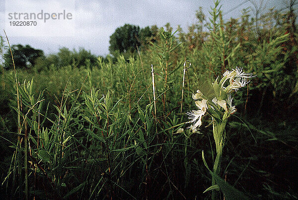 Seltene westliche Prärie-Fransenorchidee (Platanthera praeclara); Nebraska  Vereinigte Staaten von Amerika