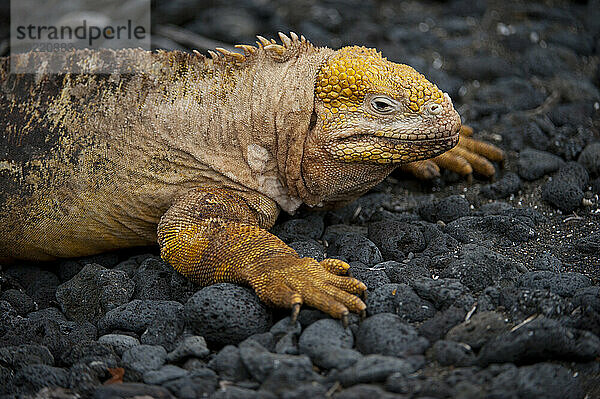 Nahaufnahme eines Galapagos-Landleguans (Conolophus subcristatus) in der Urbina-Bucht im Nationalpark der Galapagos-Inseln; Insel Isabela  Galapagos-Inseln  Ecuador