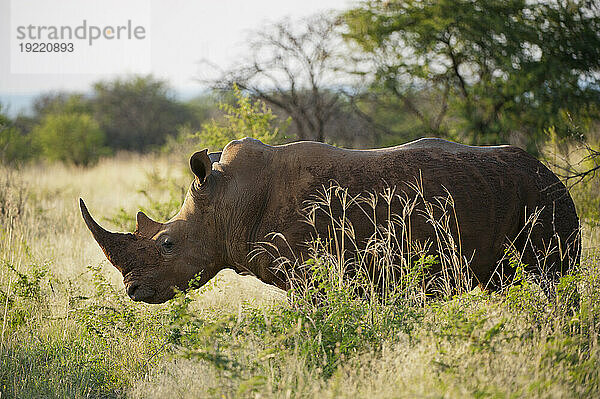 Südliches Breitmaulnashorn (Ceratotherium simum) im Madikwe Game Preserve; Südafrika