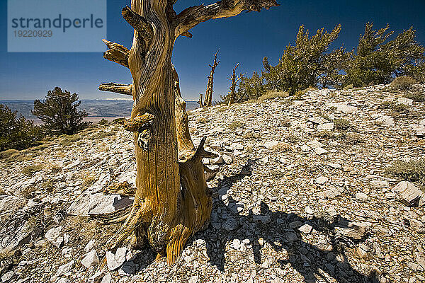 Borstenkiefernstamm wirft einen Schatten auf einen felsigen Hügel  Death Valley Nationalpark  Kalifornien  USA; Kalifornien  Vereinigte Staaten von Amerika