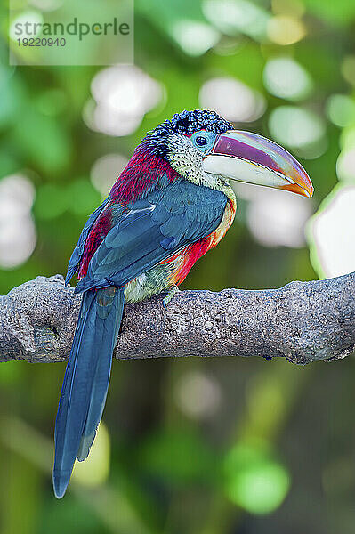 Nahaufnahmeporträt eines Aracari mit Lockenhaube (Pteroglossus beauharnaisii)  der auf einem Ast in einem Zoo thront; San Diego  Kalifornien  Vereinigte Staaten von Amerika