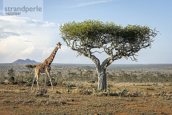 Porträt einer Netzgiraffe (Giraffa reticulata)  die in der Savanne auf einen Akazienbaum zuläuft und die Kamera beobachtet; Laikipia  Kenia