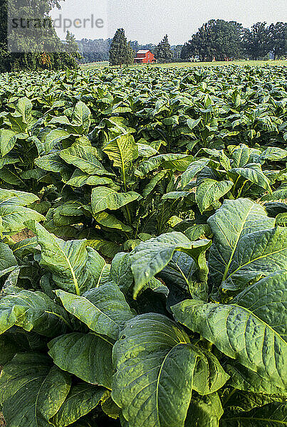 Nahaufnahme von Tabak auf einer Tabakfarm; Kentucky  Vereinigte Staaten von Amerika