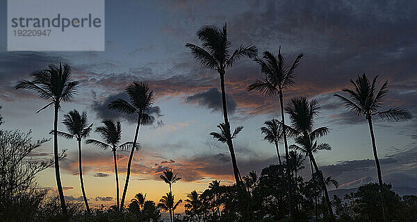 Atemberaubender Panoramablick auf die Silhouetten von Palmen vor dem Himmel in der Dämmerung in Kihei; Maui  Hawaii  Vereinigte Staaten von Amerika