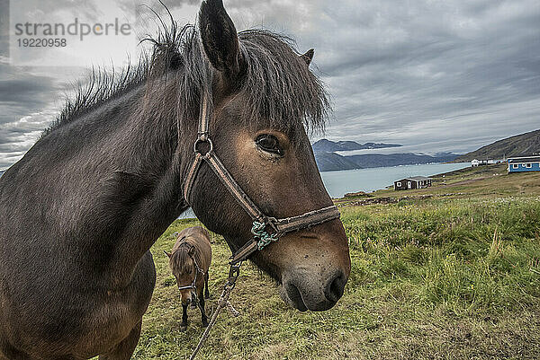 Nahaufnahme von Grönlandpferden (oder Islandpferden  Equus ferus caballus) mit Häusern am Hang im Hintergrund im Brattahlid-Gebiet  Standort der rekonstruierten Siedlung Erik der Rote  Weltkulturerbe Kujataa  Qassiarsuk; Südgrönland  Grönland