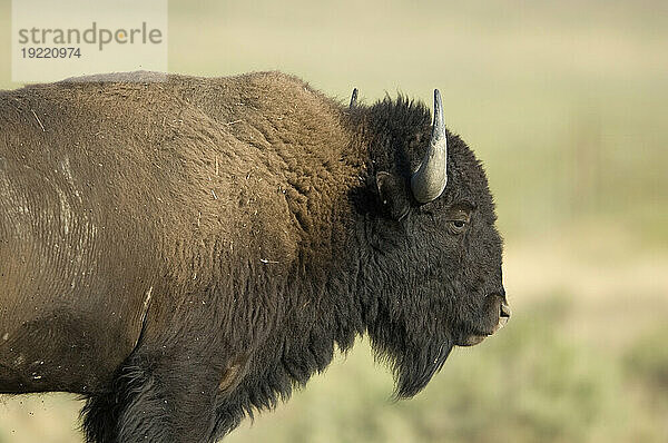 Porträt eines Bisons (Bison Bison) auf einer Ranch in Montana  USA; Malta  Montana  Vereinigte Staaten von Amerika