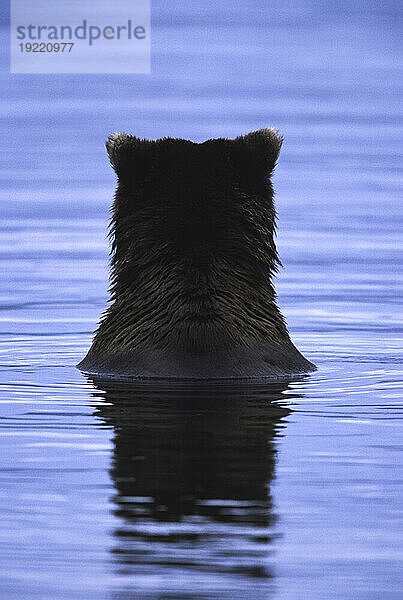 Braunbär der Alaska-Halbinsel (Ursus arctos gyas) sitzt im Wasser in der Hallo Bay im Katmai National Park and Preserve  Alaska  USA; Alaska  Vereinigte Staaten von Amerika