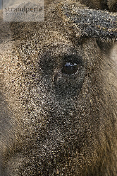 Nahaufnahme eines Elchauges (Alces alces); Kenai-Halbinsel  Alaska  Vereinigte Staaten von Amerika