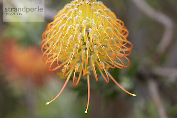 Nahaufnahme einer gelb-orangen Pflanze  Leucospermum  Proteaceae  allgemein bekannt als Pincushion Protea  auf der AKL Lavendelfarm im Landesinneren; Upcountry Maui  Maui  Hawaii  Vereinigte Staaten von Amerika