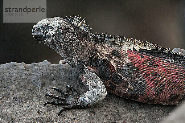 Espanola-Meeresleguan (Amblyrhynchus cristatus venustissimus) thront auf einem Felsen im Galapagos-Inseln-Nationalpark; Insel Espanola  Galapagos-Inseln  Ecuador