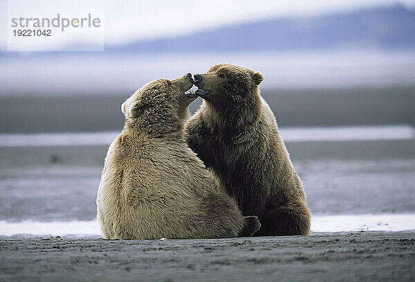 Zwei Grizzlybärenjunge (Ursus arctos horribilis) zeigen Zuneigung  während sie zusammen an der Hallo Bay im Katmai National Park and Preserve  Alaska  USA  sitzen; Alaska  Vereinigte Staaten von Amerika