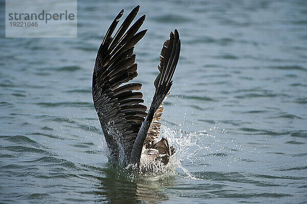 Brauner Pelikan (Pelecanus occidentalis) taucht in der Nähe der Insel Santiago im Nationalpark der Galapagos-Inseln ins Wasser  um Fische zu fangen; Galapagos-Inseln  Ecuador