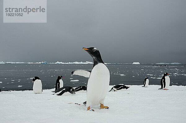 Eselspinguinkolonie (Pygoscelis papua) entlang Brown Bluff auf der Antarktischen Halbinsel. Dies liegt am Rande des Antarctic Sound; Antarktische Halbinsel  Antarktis