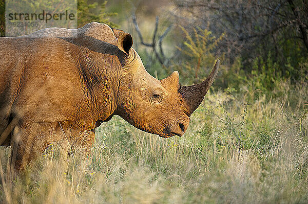 Südliches Breitmaulnashorn (ICeratotherium simum simum) im Madikwe Game Preserve  Südafrika; Südafrika