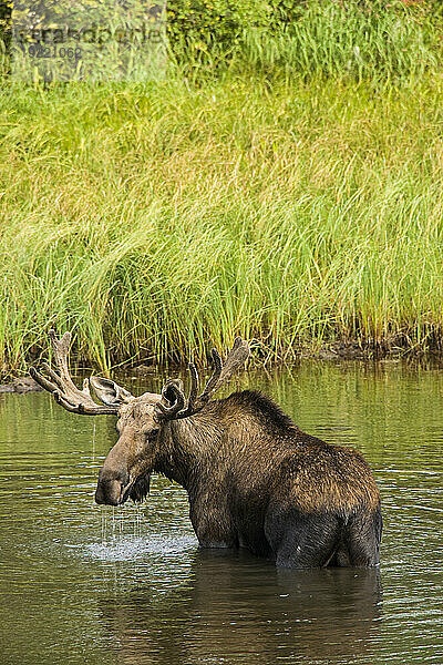 Elch (Alces alces) watet im Wasser  Denali National Park and Preserve  Alaska  USA; Alaska  Vereinigte Staaten von Amerika